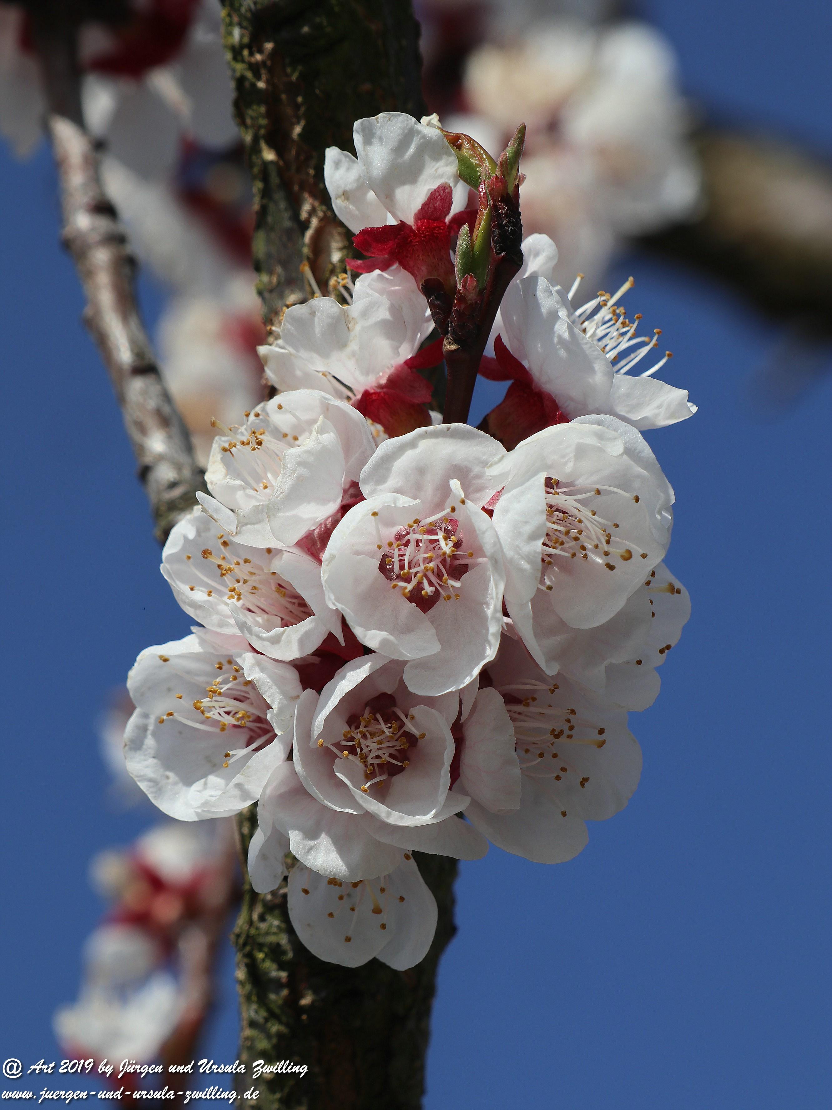 Aprikosenblüten 14 