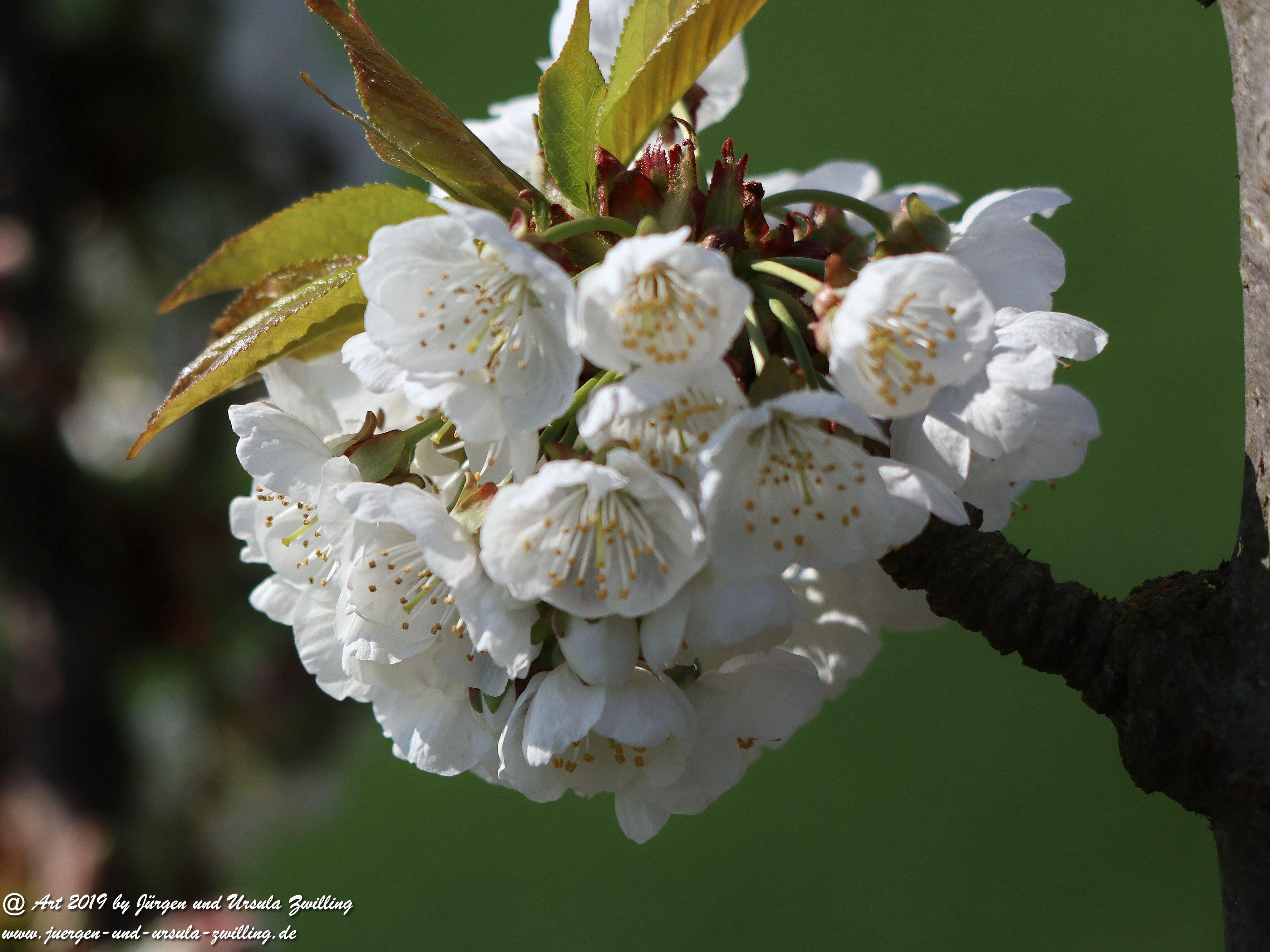 Kirschbaumblüte 3