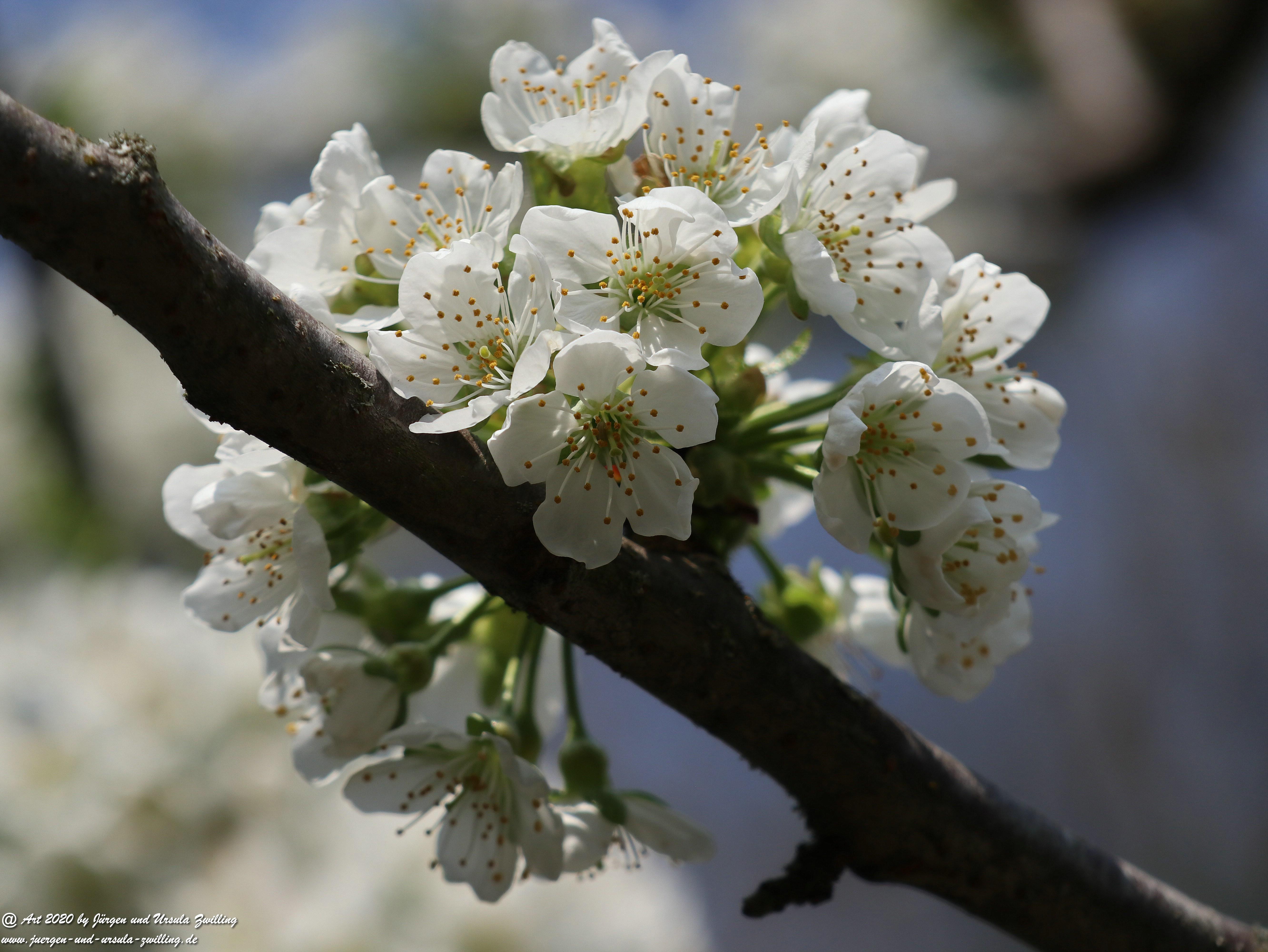 Kirschbaumblüte 5
