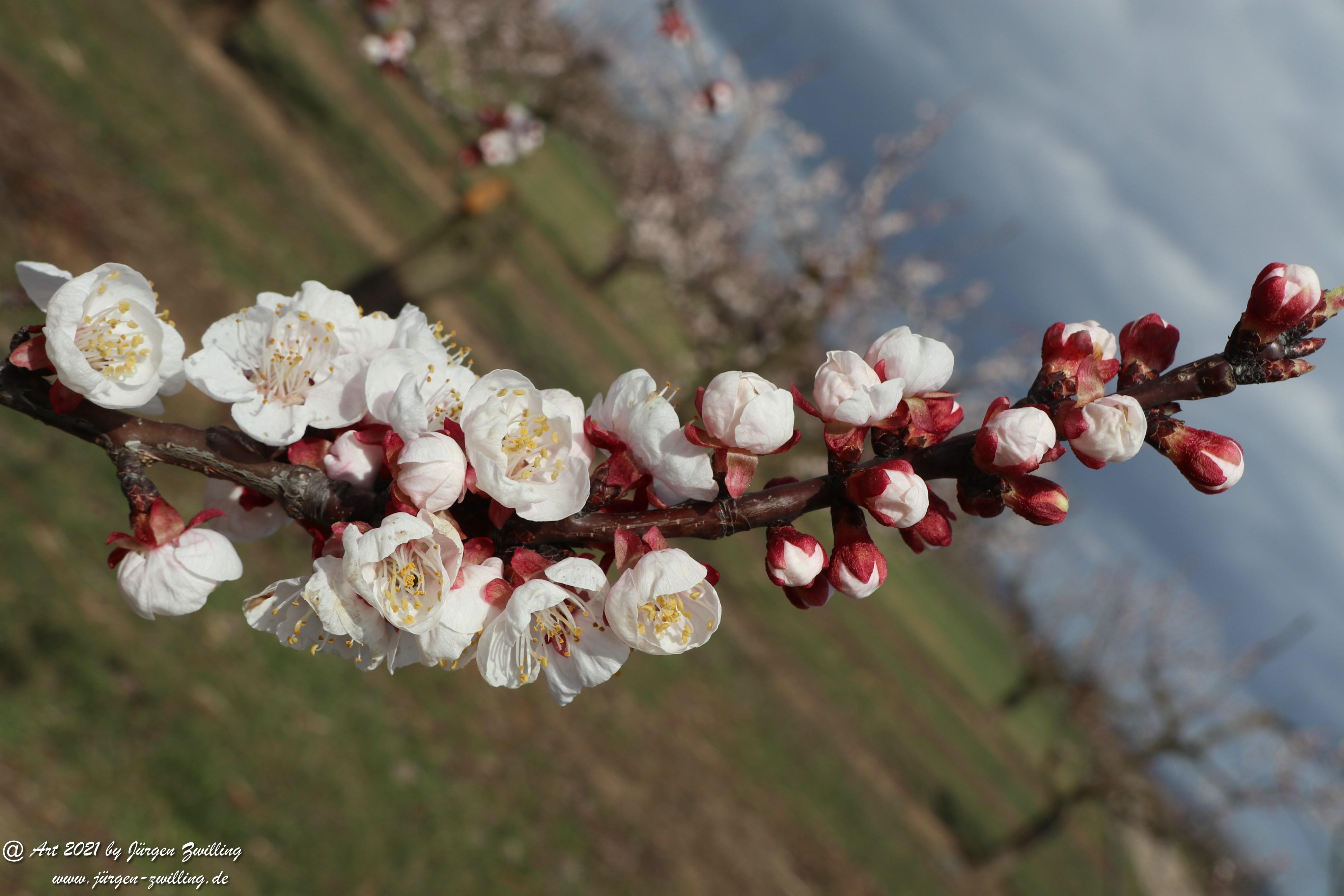 Aprikosenblüte 12