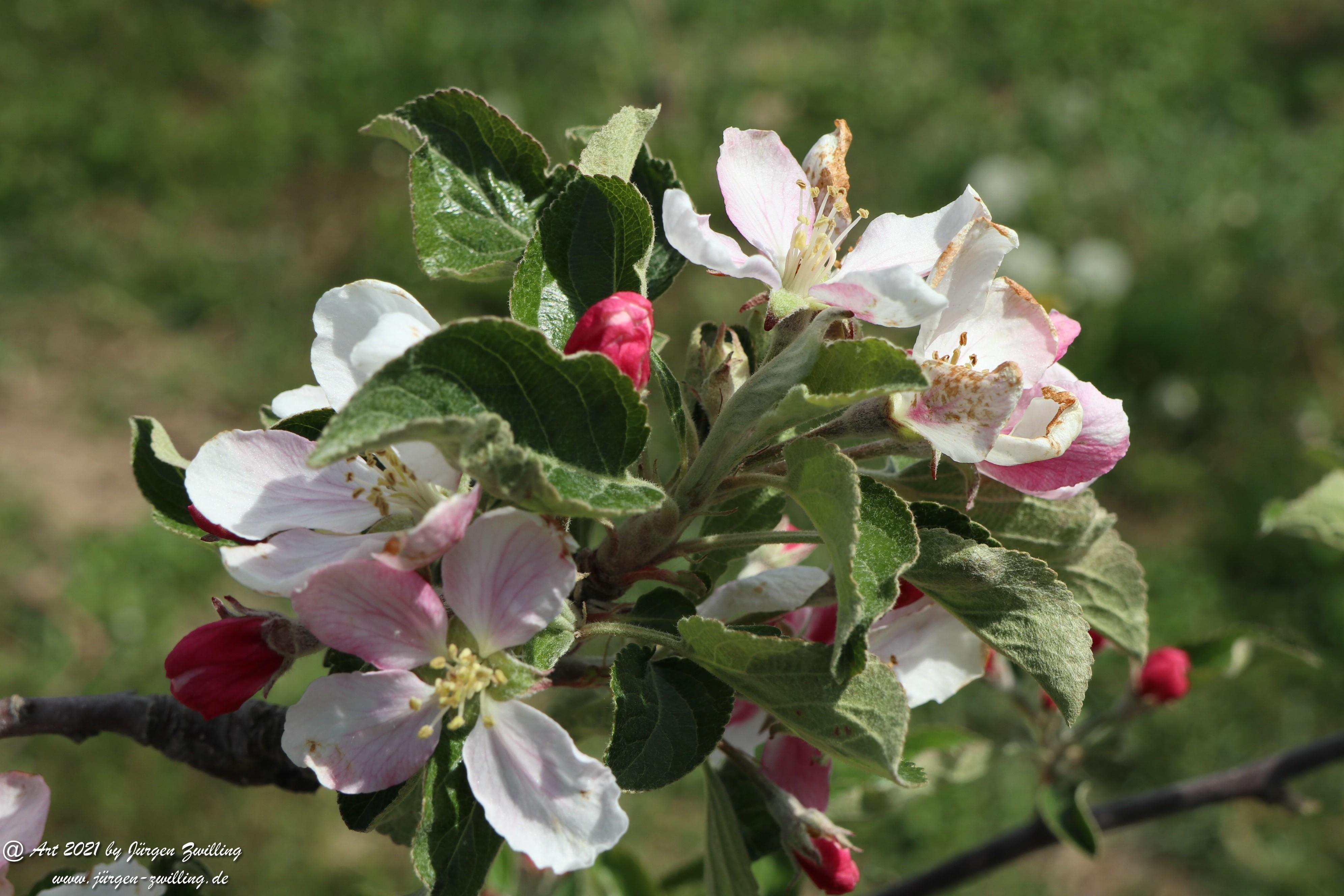 Apfelbaumblüte 13