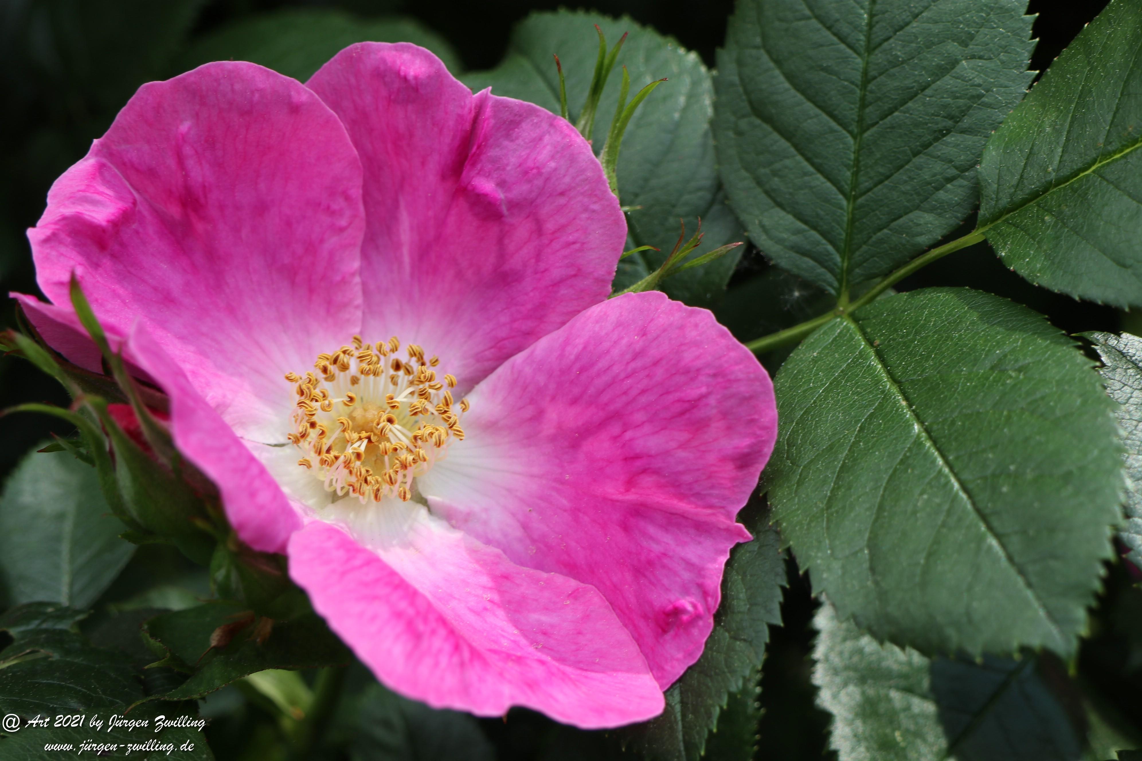 California Wild Rose pink 4