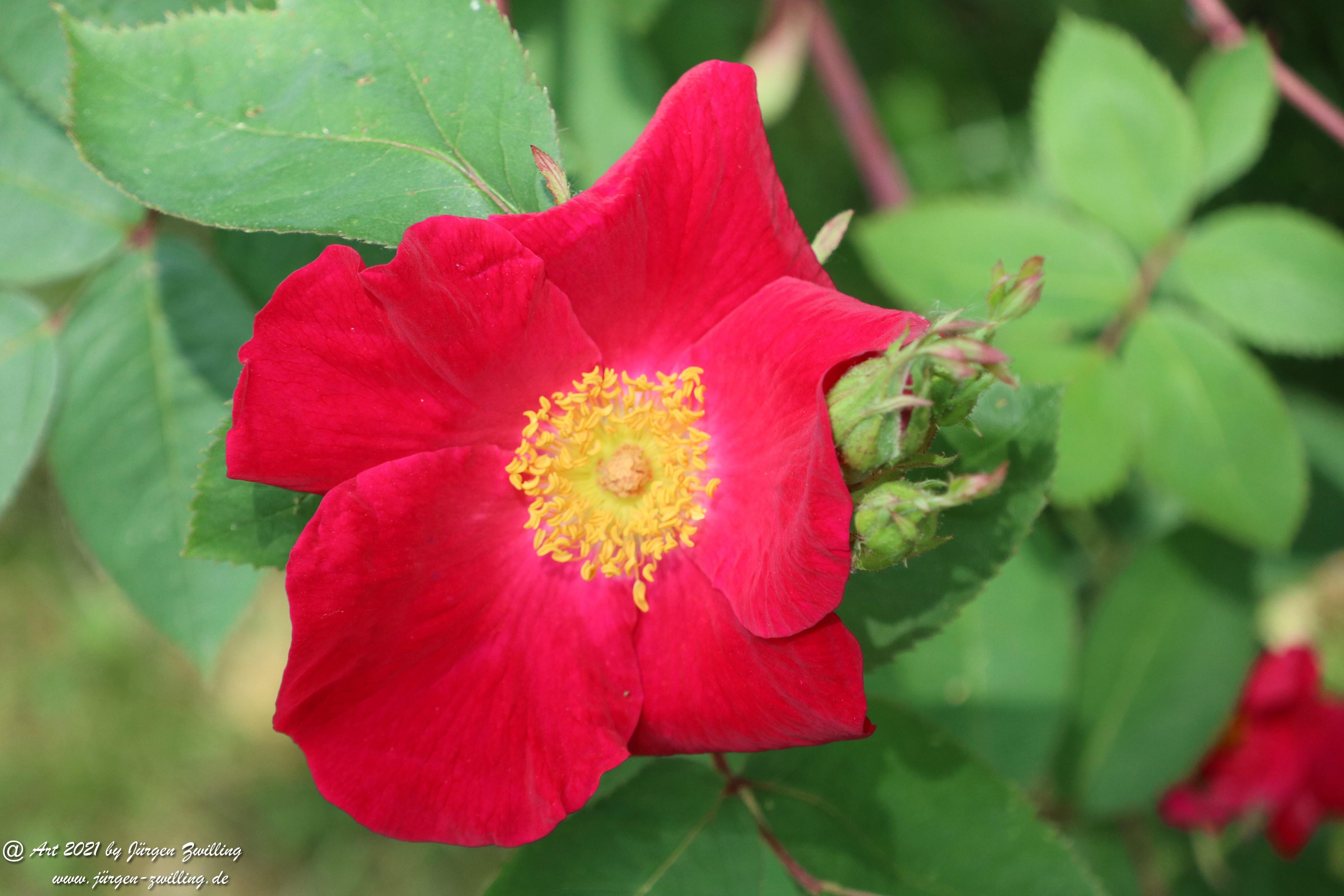 California Wild Rose rot 1 