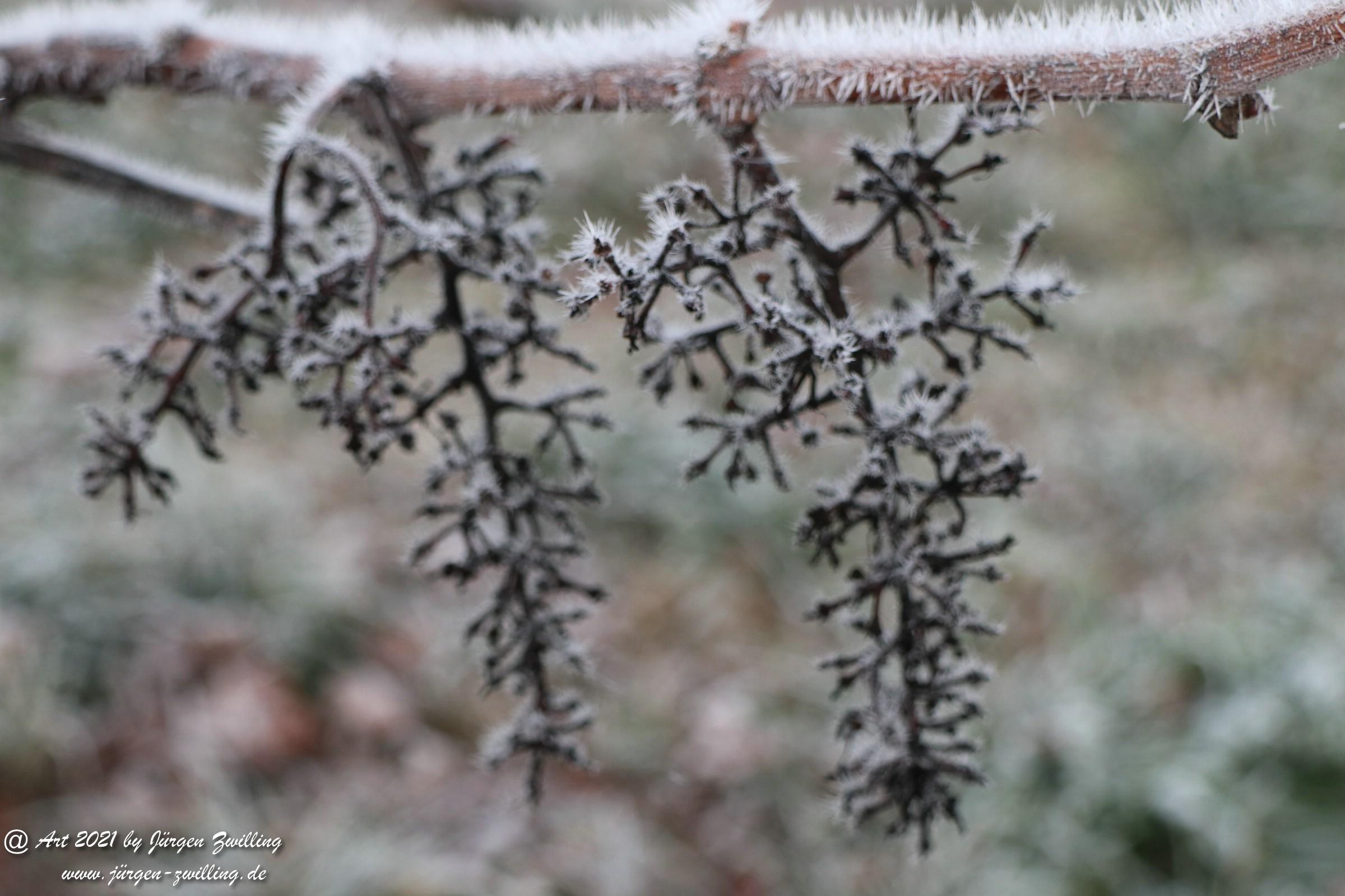 Frost - Weinberge 5